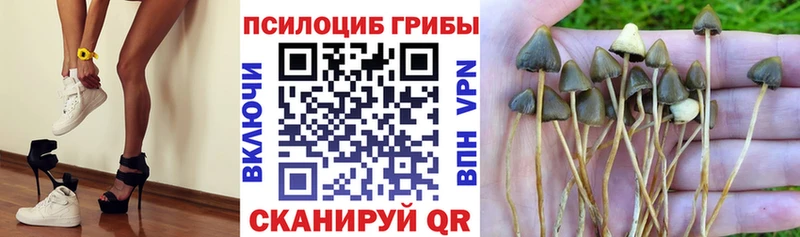 Псилоцибиновые грибы GOLDEN TEACHER  купить наркотик  Дедовск 
